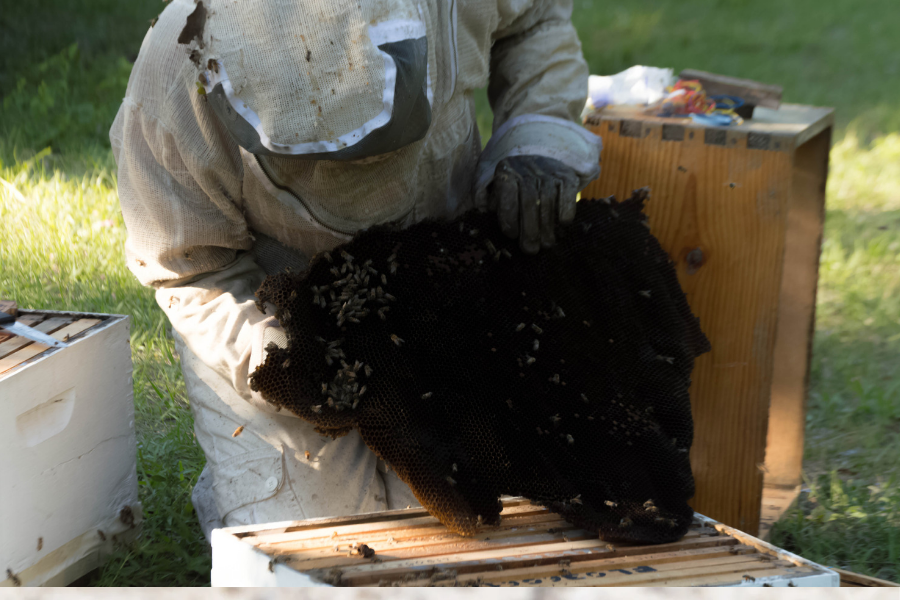 Home honeybee removal 1